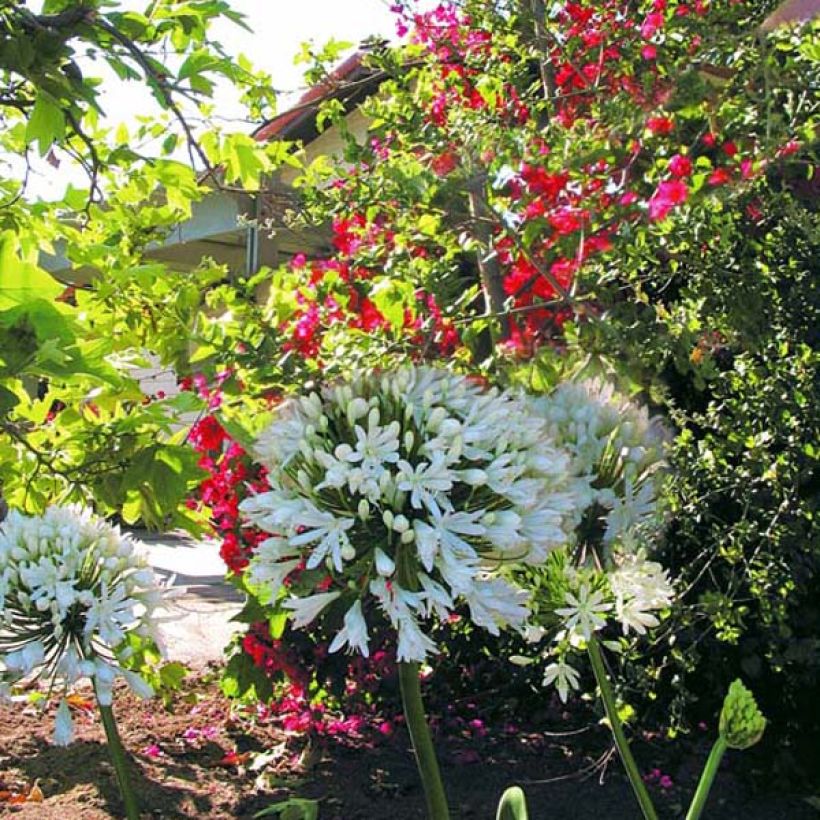Agapanthus White Heaven - Schmucklilie (Plant habit)