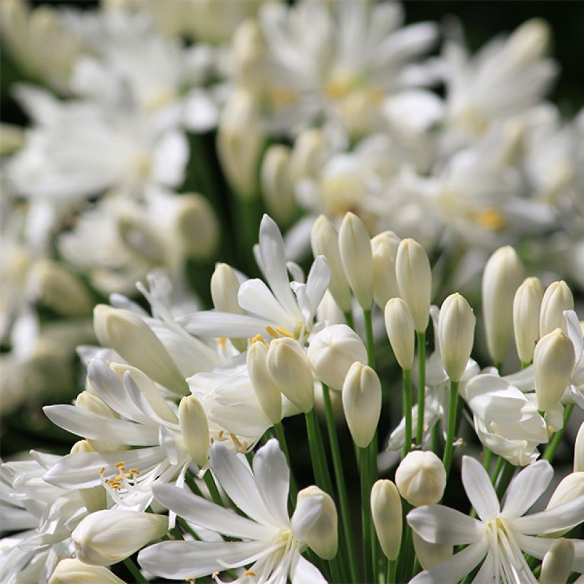 Agapanthus umbellatus Albus - Schmucklilie (Flowering)