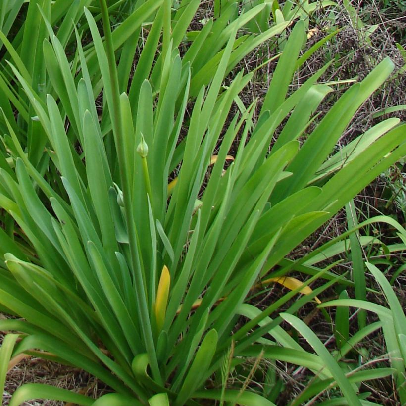Agapanthus campanulatus var albidus - Schmucklilie (Foliage)