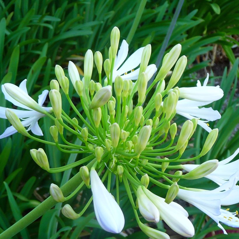 Agapanthus campanulatus var albidus - Schmucklilie (Flowering)