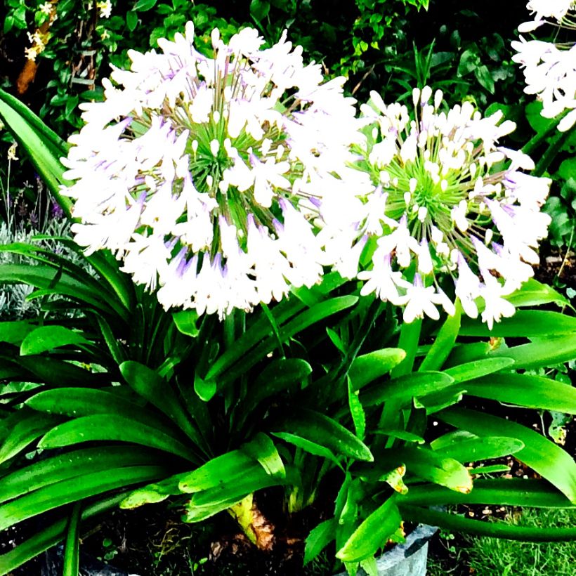 Agapanthus campanulatus var albidus - Schmucklilie (Plant habit)