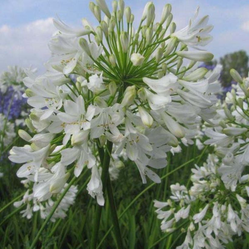Agapanthus Ice Lolly - Schmucklilie (Plant habit)