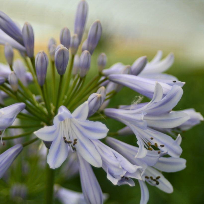 Agapanthus Blue Baby - Schmucklilie (Blüte)