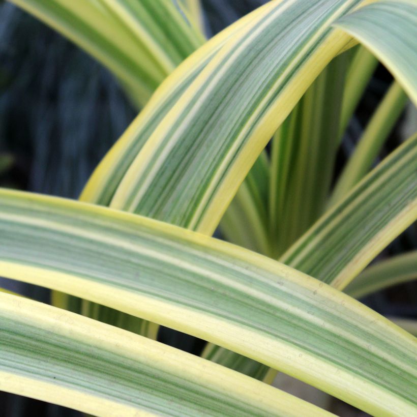 Agapanthe praecox Zambezi (Laub)