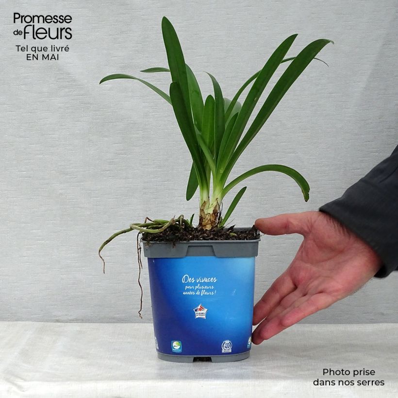 Exemplar von Agapanthus umbellatus - Schmucklilie Topf mit 2L/3L wie im Frühjahr geliefert