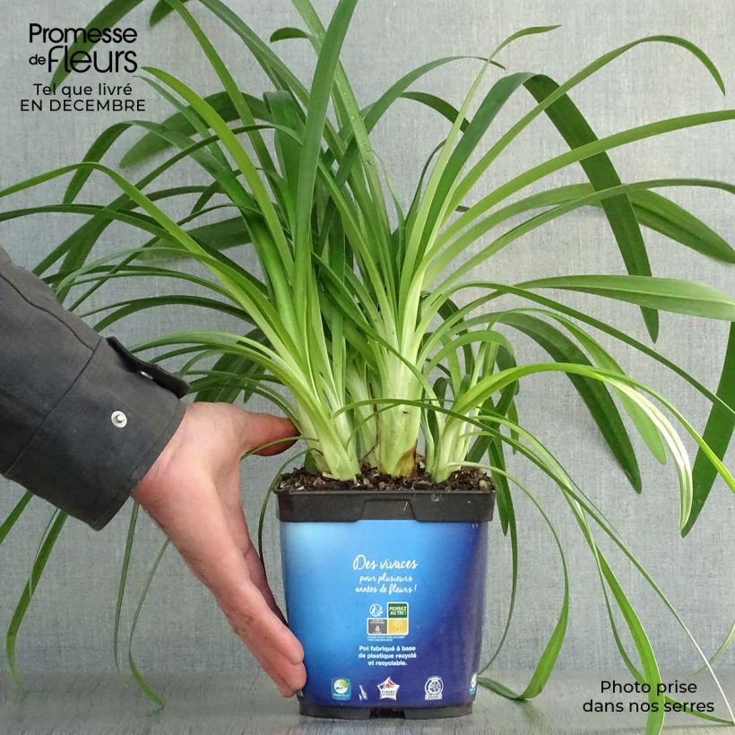Exemplar von Agapanthus umbellatus - Schmucklilie Topf mit 2L/3L wie im Winter geliefert