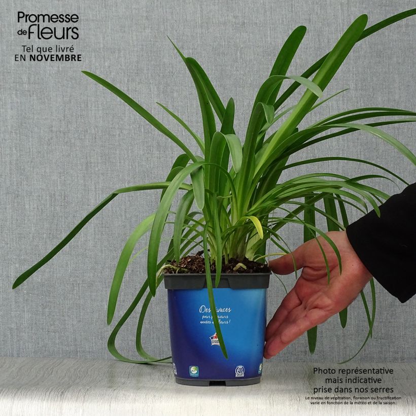 Example of Agapanthus umbellatus - Schmucklilie Topf mit 2L/3L as you get in automne