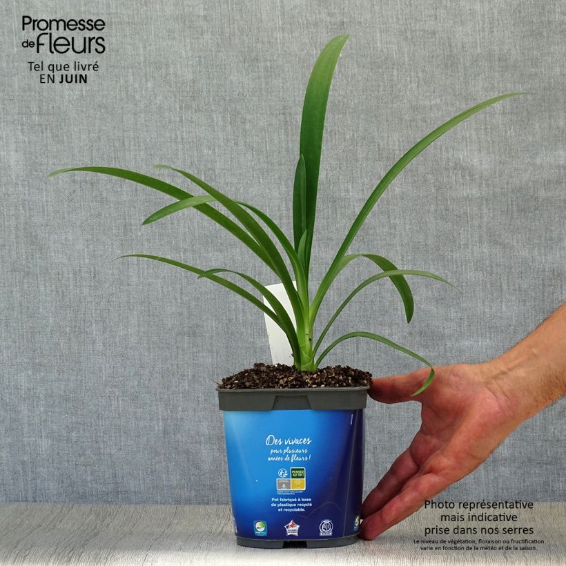 Exemplar von Agapanthus umbellatus - Schmucklilie Topf mit 2L/3L wie im Sommer geliefert