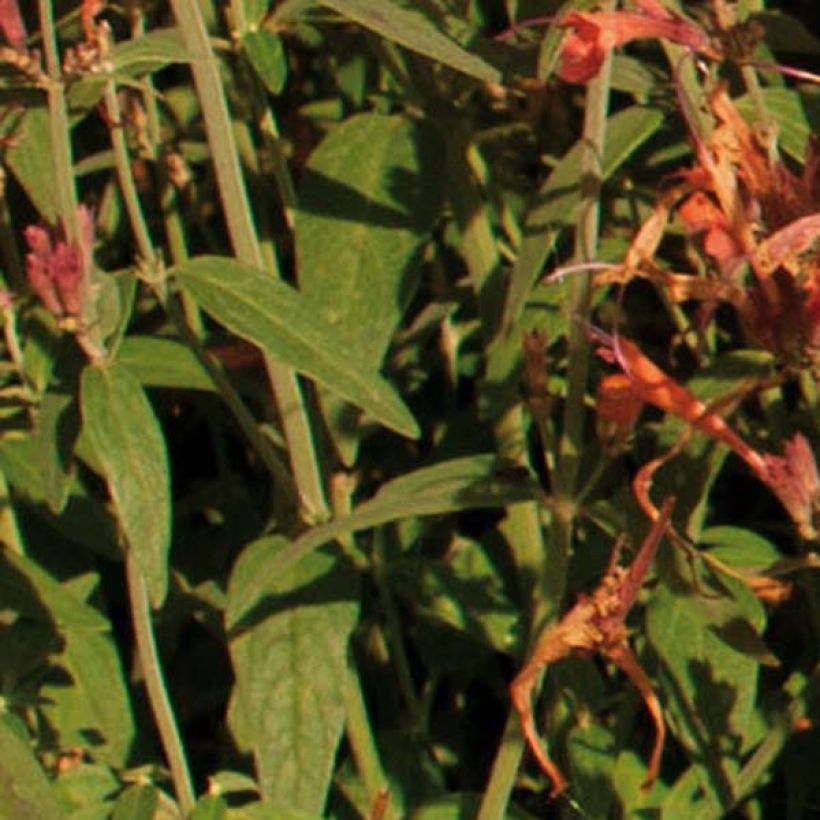 Agastache barberi Firebird - Duftnessel (Foliage)
