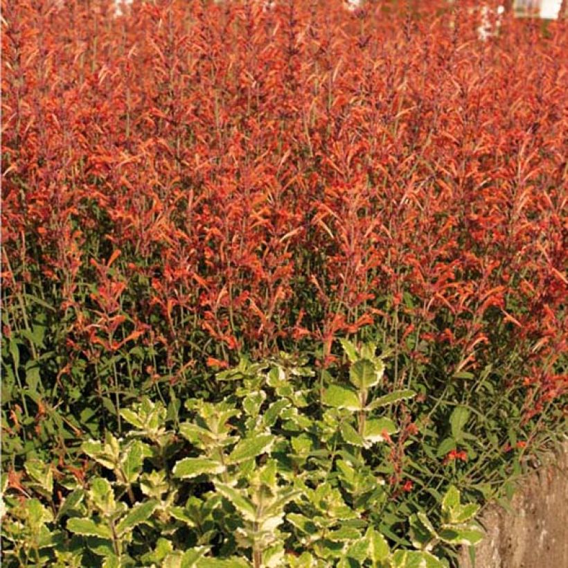 Agastache barberi Firebird - Duftnessel (Plant habit)