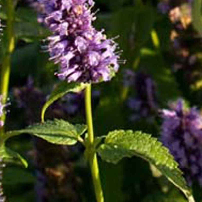 Agastache foeniculum Black Adder - Duftnessel (Foliage)