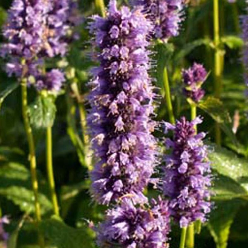 Agastache foeniculum Black Adder - Duftnessel (Flowering)