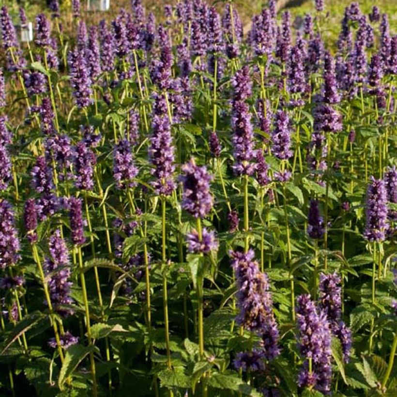 Agastache foeniculum Black Adder - Duftnessel (Plant habit)