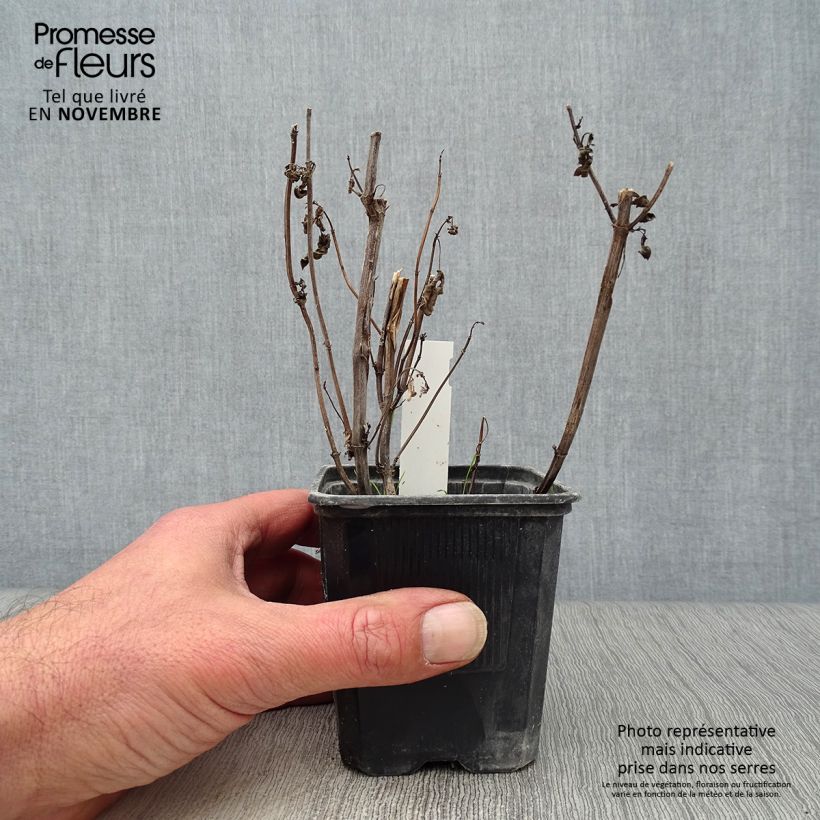 Example of Agastache foeniculum Black Adder - Duftnessel Kleine Töpfe von 8/9 cm as you get in automne