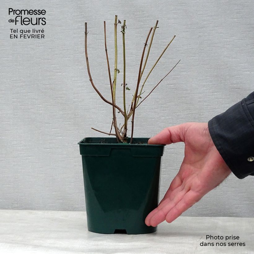 Example of Agastache foeniculum Black Adder - Duftnessel Topf mit 2L/3L as you get in hiver