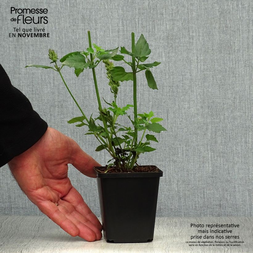 Example of Agastache Blue Boa - Duftnessel Kleine Töpfe von 8/9 cm as you get in automne