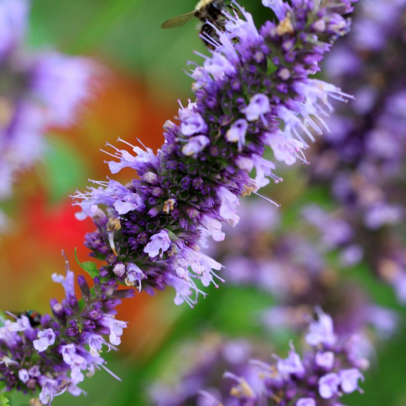 Agastache Blue Fortune - Duftnessel (Flowering)