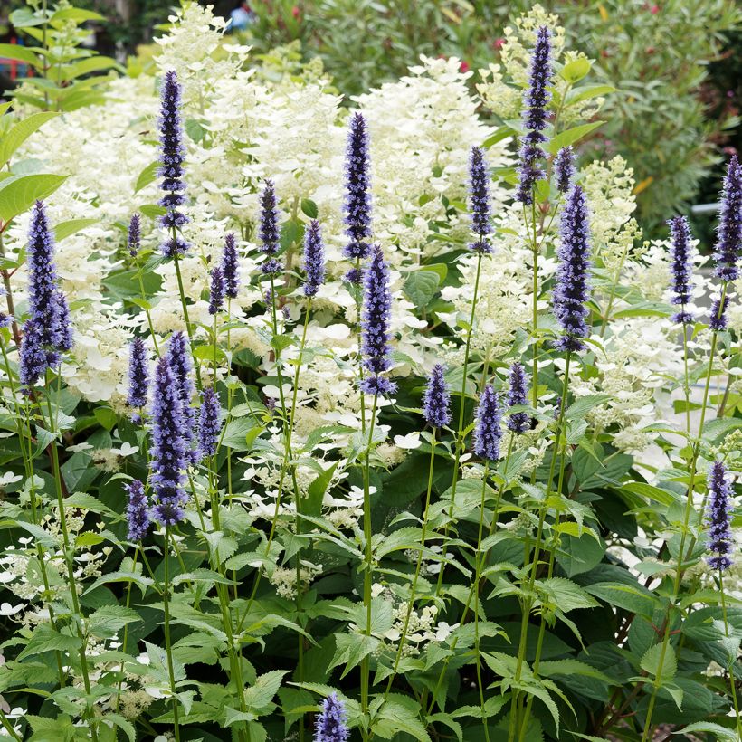 Agastache Blue Fortune - Duftnessel (Plant habit)