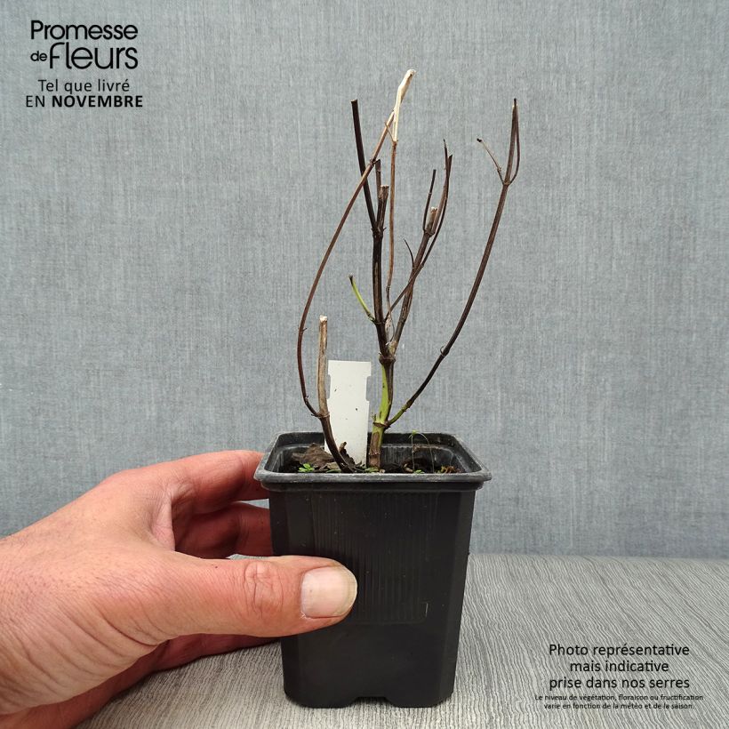 Example of Agastache Blue Fortune - Duftnessel Kleine Töpfe von 8/9 cm as you get in automne