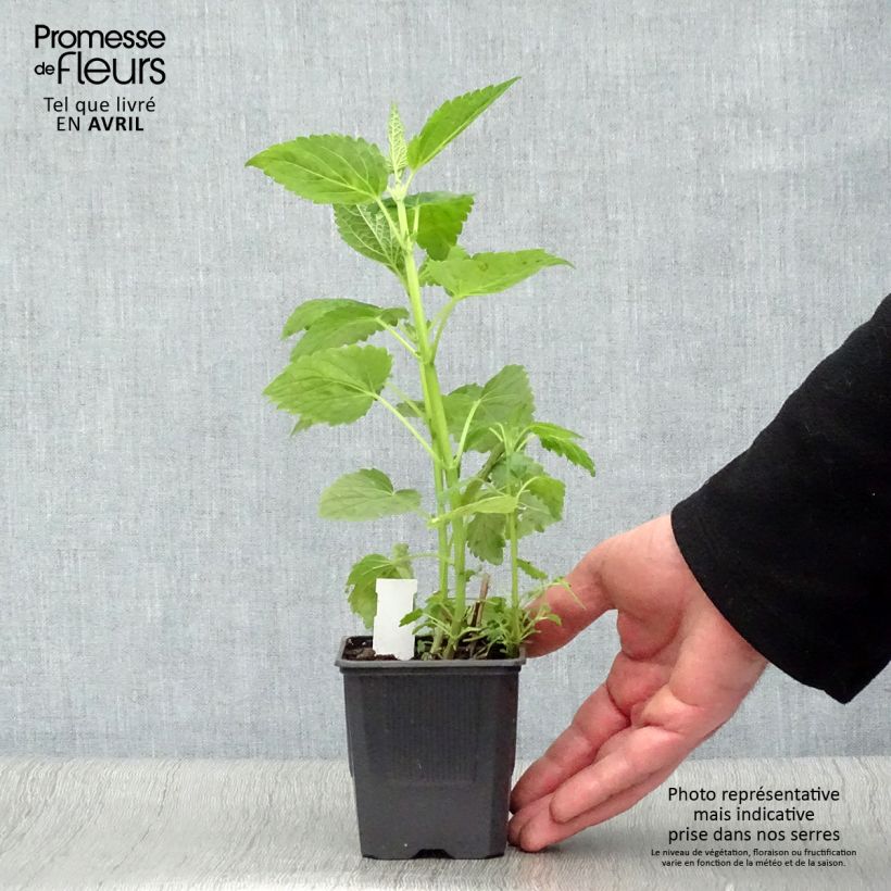 Exemplar von Agastache Blue Fortune - Duftnessel Kleine Töpfe von 8/9 cm wie im Frühjahr geliefert