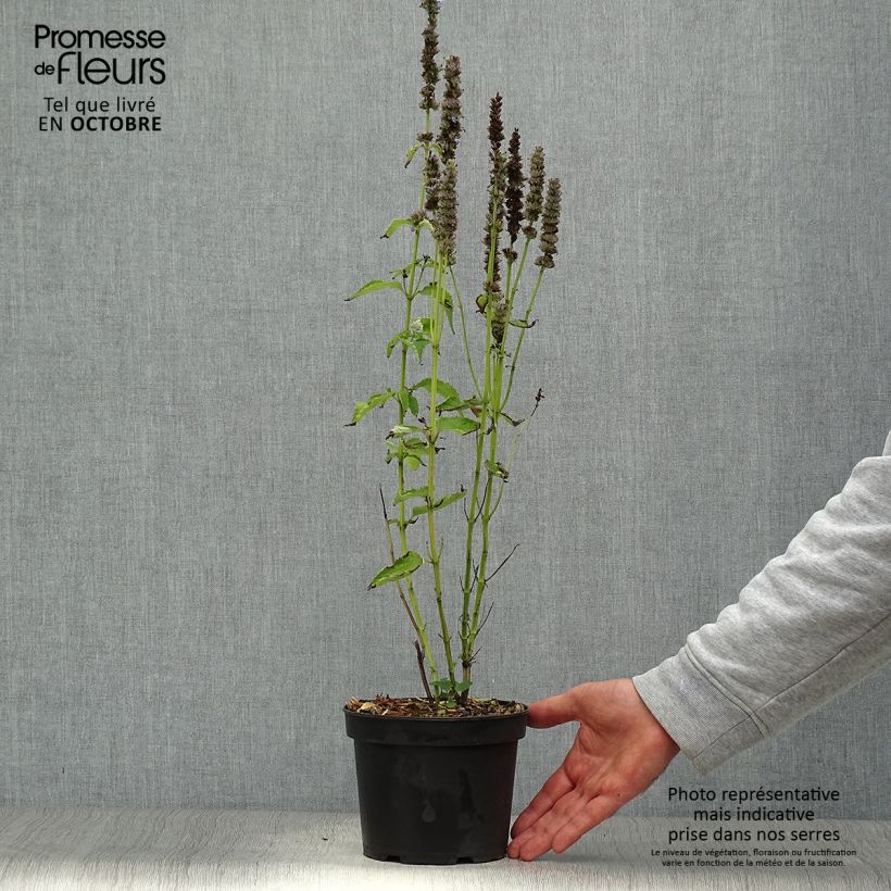 Example of Agastache Blue Fortune - Duftnessel Topf mit 2L/3L as you get in automne