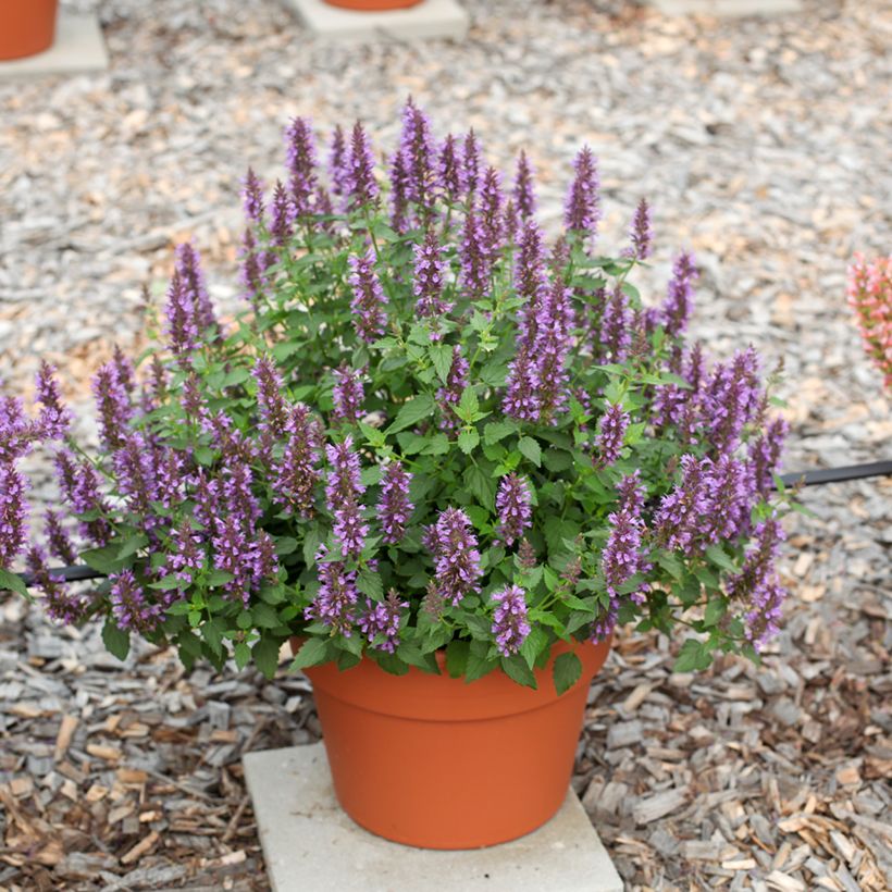 Agastache foeniculum Celestia - Duftnessel (Wuchs)