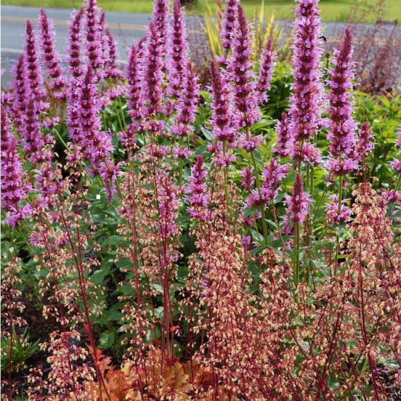 Agastache Cotton Candy - Duftnessel (Plant habit)
