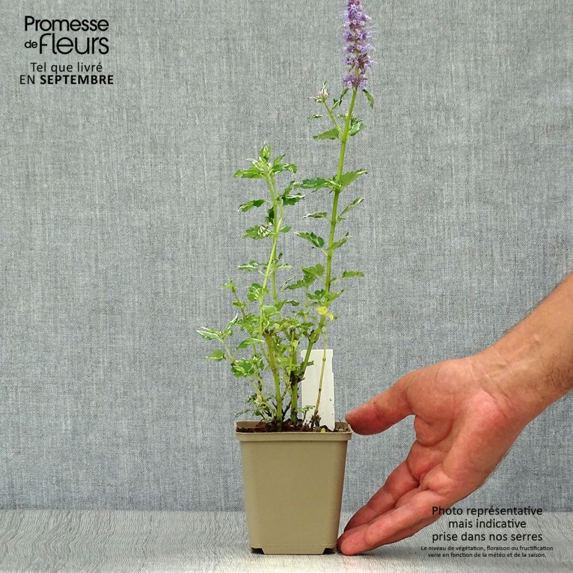 Example of Agastache Crazy Fortune - Duftnessel Kleine Töpfe von 8/9 cm as you get in automne