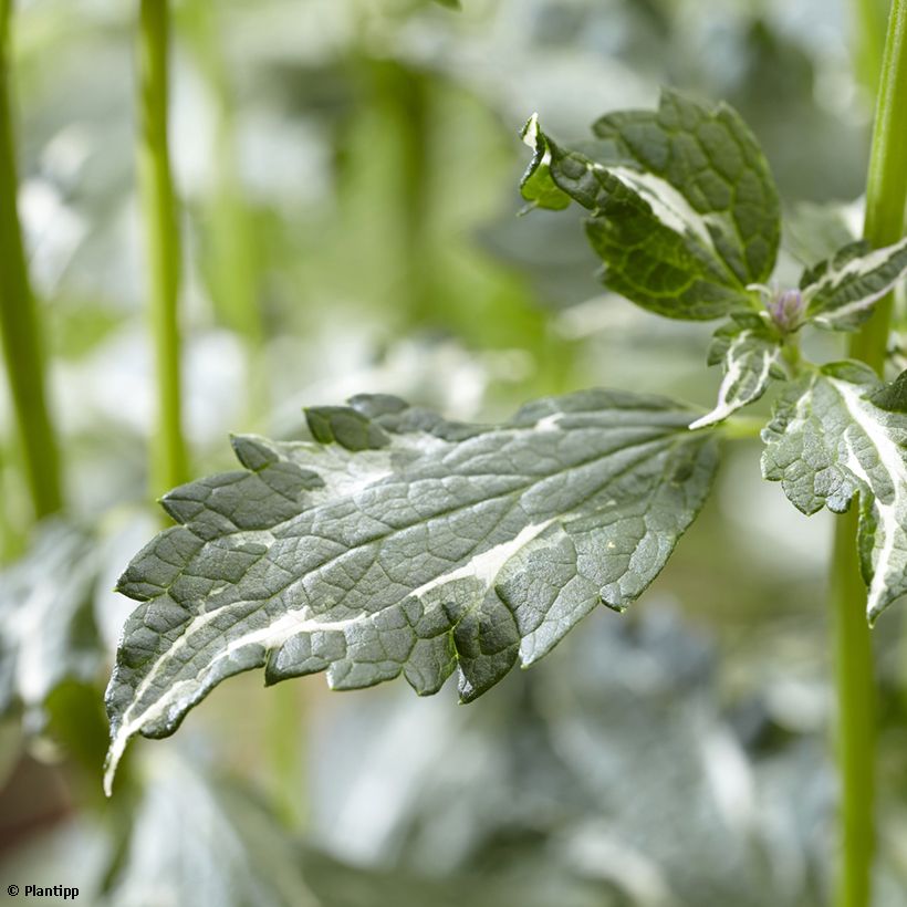 Agastache Crazy Fortune - Duftnessel (Foliage)