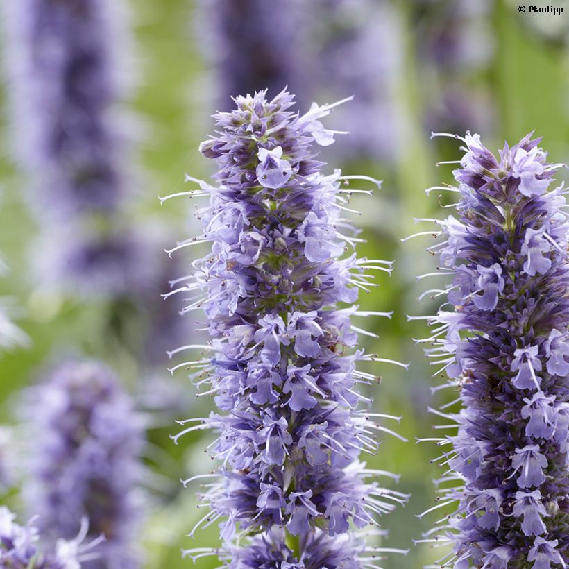 Agastache Crazy Fortune - Duftnessel (Flowering)