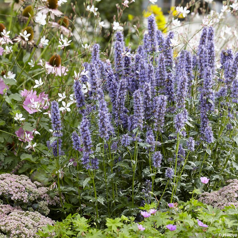 Agastache Crazy Fortune - Duftnessel (Plant habit)