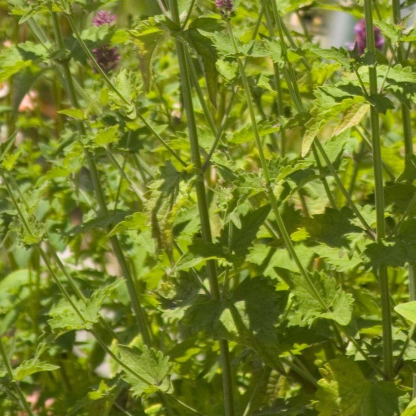 Agastache Globetrotter - Duftnessel (Foliage)