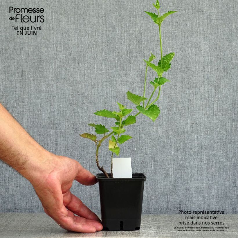 Example of Agastache Globetrotter - Duftnessel Kleine Töpfe von 8/9 cm as you get in ete