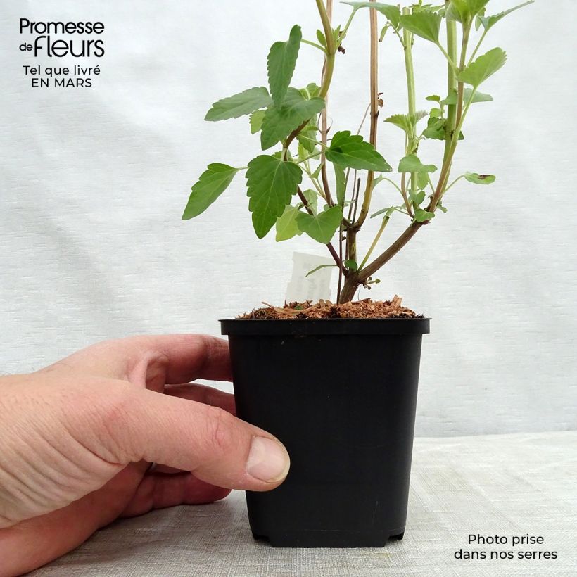 Exemplar von Agastache Kolibri - Duftnessel Kleine Töpfe von 8/9 cm wie im Frühjahr geliefert