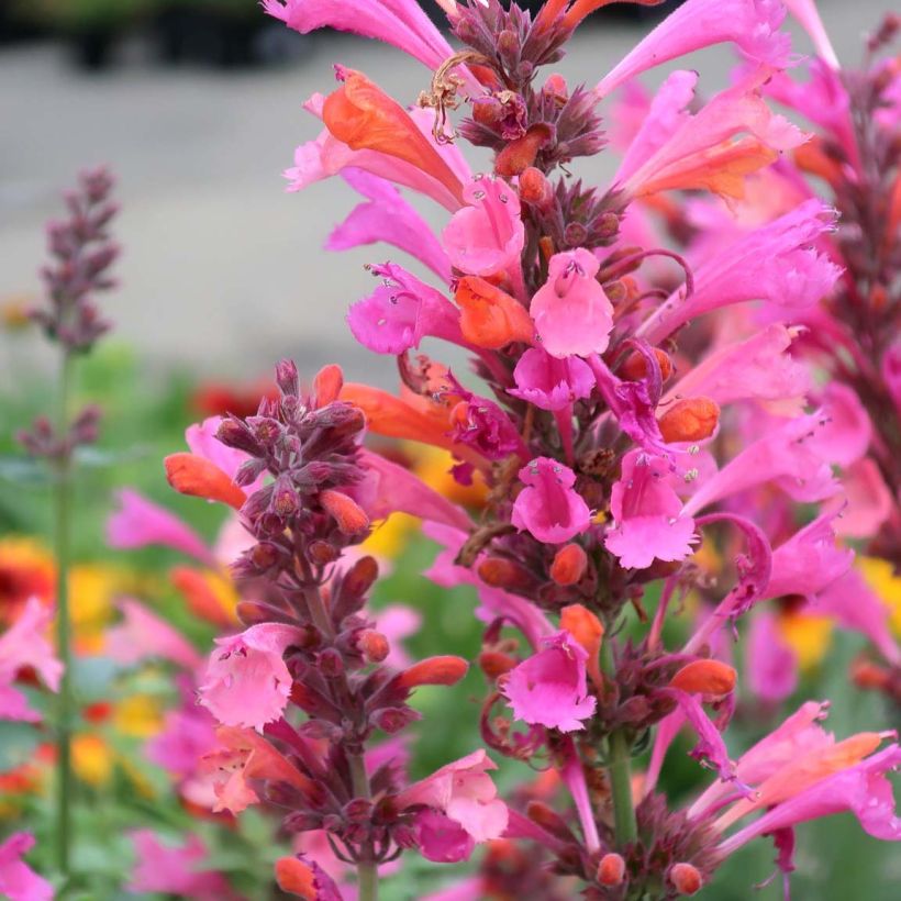 Agastache Kudos Ambrosia - Duftnessel (Flowering)