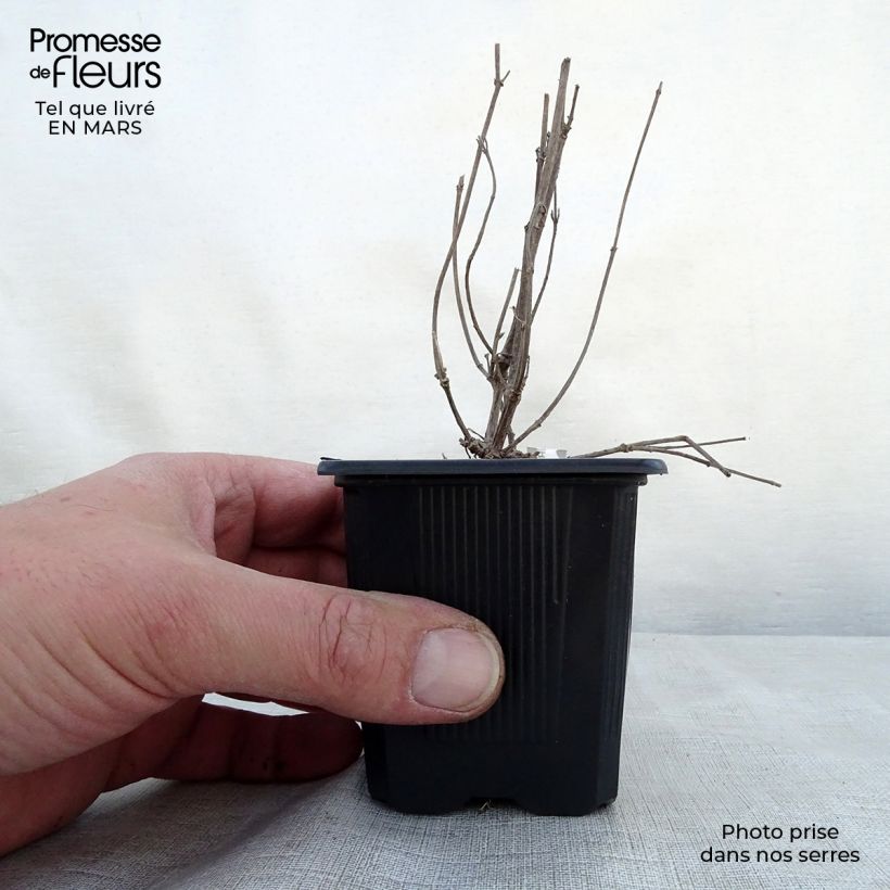 Exemplar von Agastache Kudos Ambrosia - Duftnessel Kleine Töpfe von 8/9 cm wie im Frühjahr geliefert