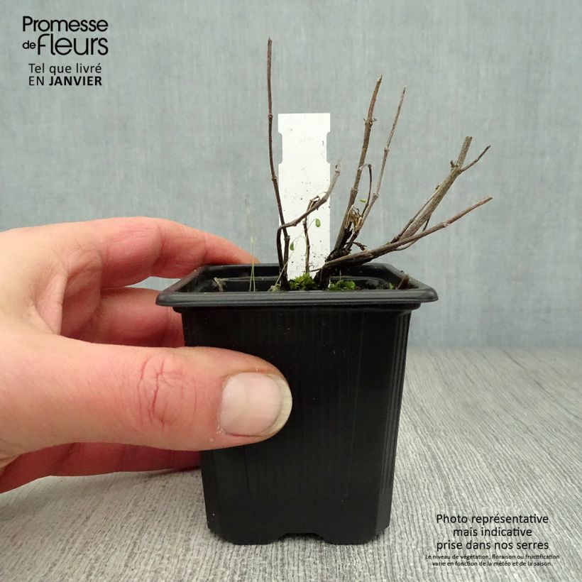 Exemplar von Agastache Kudos Ambrosia - Duftnessel Kleine Töpfe von 8/9 cm wie im Winter geliefert