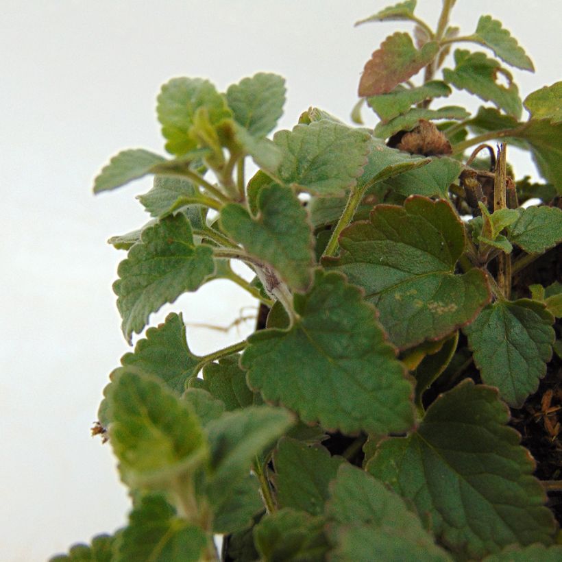 Agastache Kudo's Coral - Duftnessel (Foliage)