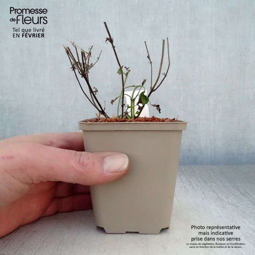 Exemplar von Agastache Kudo's Coral - Duftnessel Kleine Töpfe von 8/9 cm wie im Winter geliefert