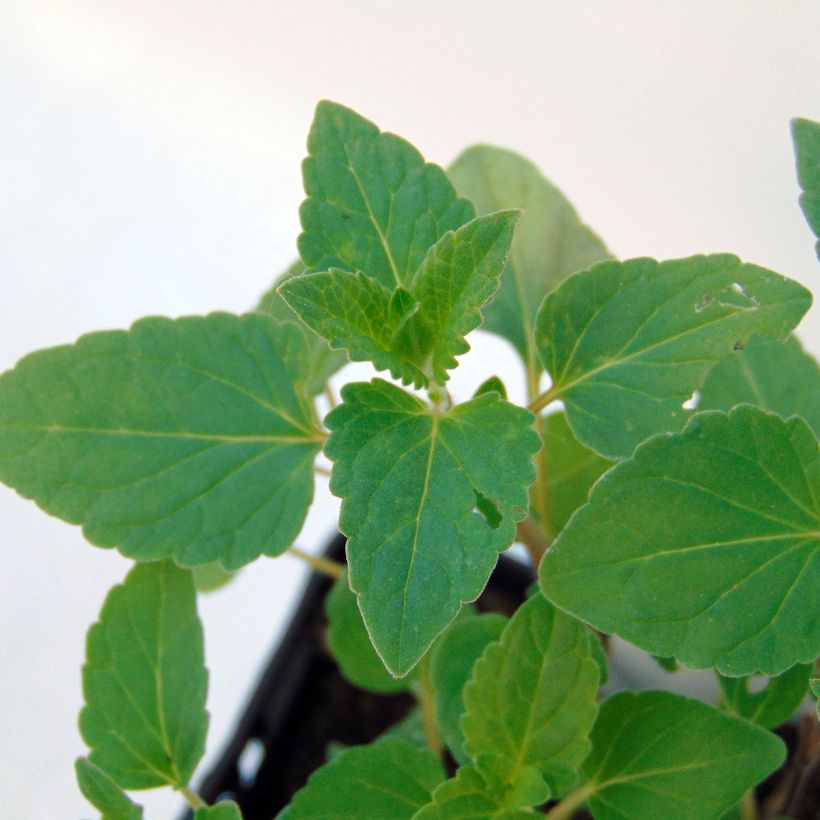 Agastache Kudos Gold - Duftnessel (Foliage)