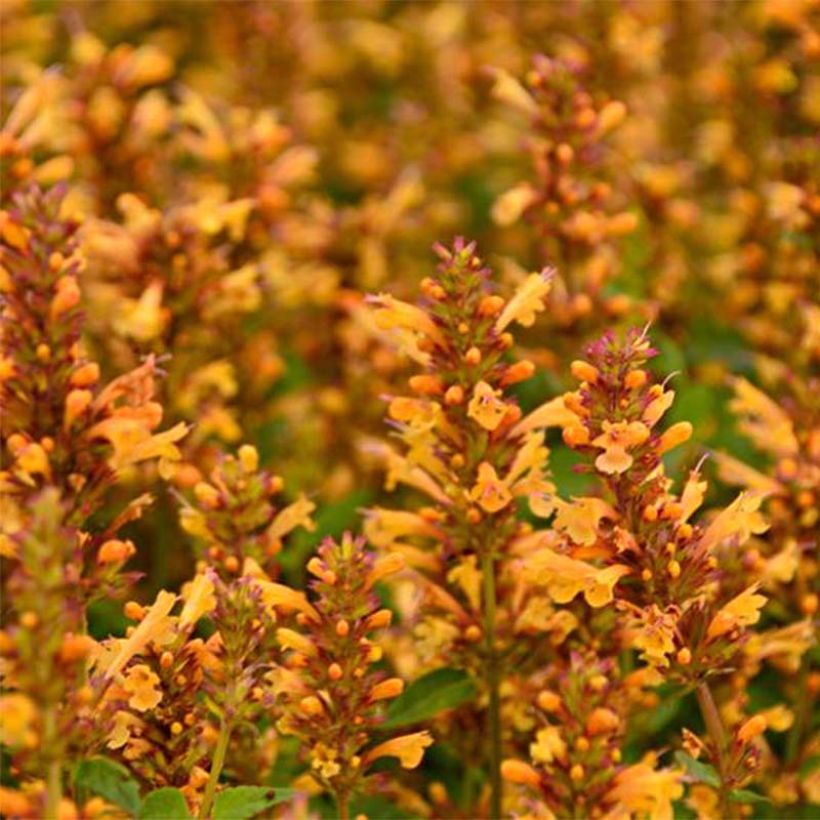 Agastache Kudos Gold - Duftnessel (Flowering)
