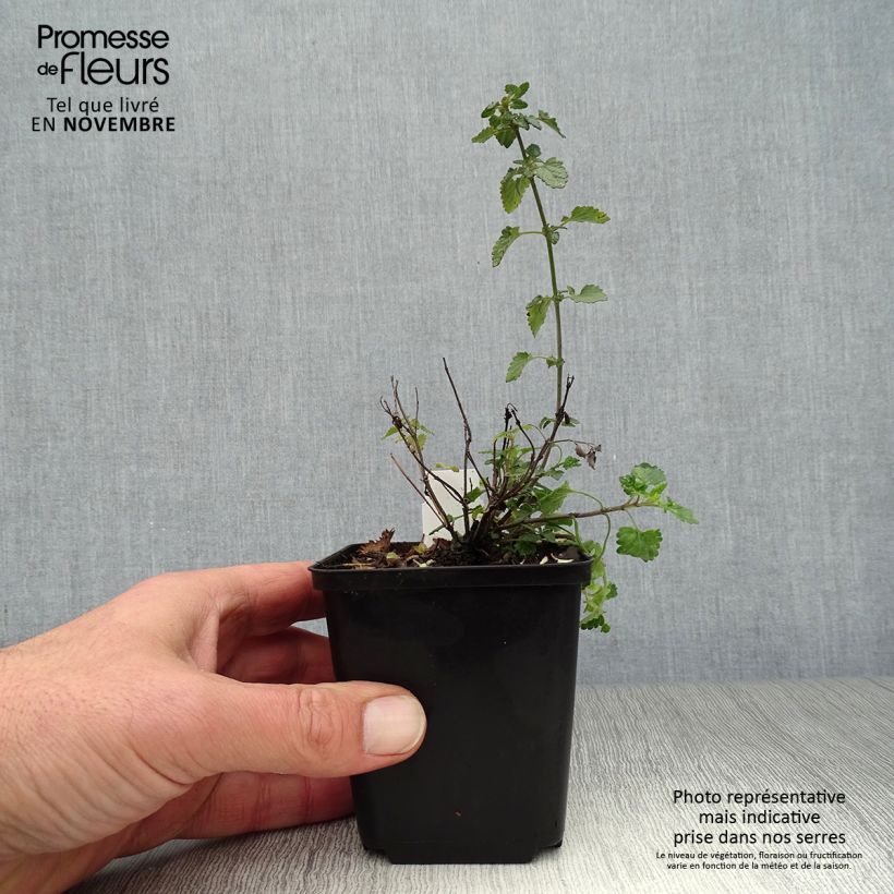 Example of Agastache Kudos Mandarin - Duftnessel Kleine Töpfe von 8/9 cm as you get in automne