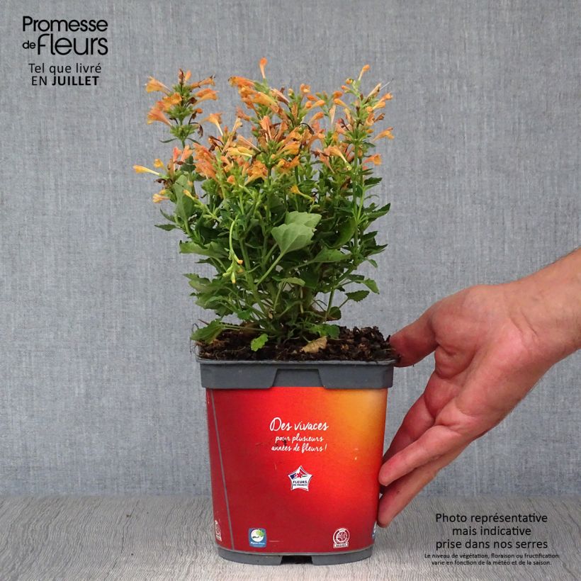 Example of Agastache Kudos Mandarin - Duftnessel Topf mit 2L/3L as you get in ete