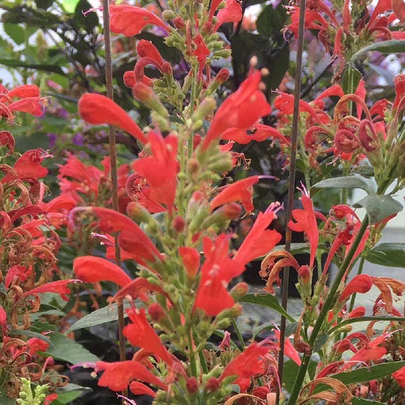 Agastache Kudos Red - Duftnessel (Flowering)