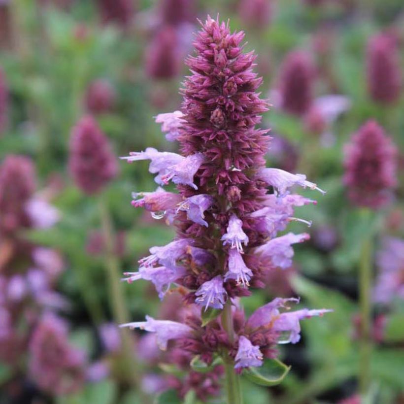 Agastache Kudos Silver Blue - Duftnessel (Flowering)
