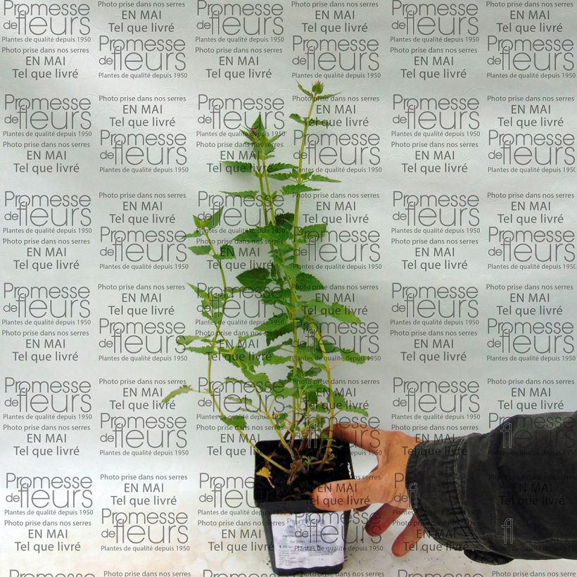 Example of Agastache Kudos Silver Blue - Duftnessel Kleine Töpfe von 8/9 cm as you get