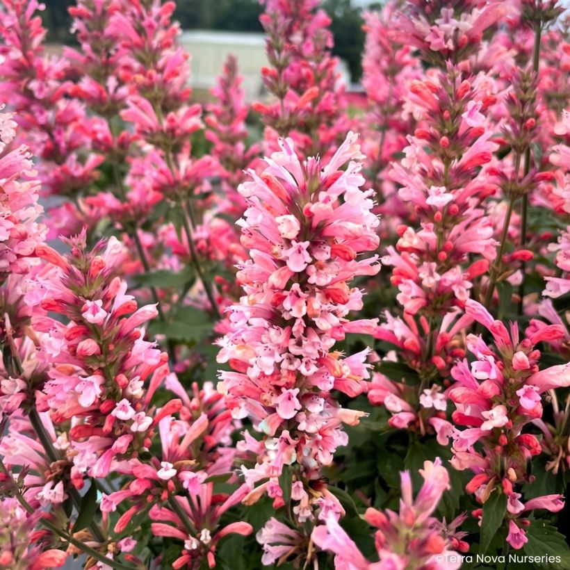 Agastache Pink Pearl - Duftnessel (Blüte)
