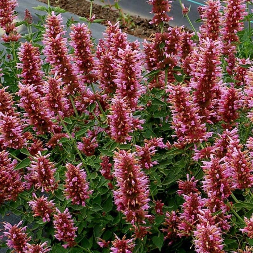 Agastache Poquito Lavender - Duftnessel (Flowering)