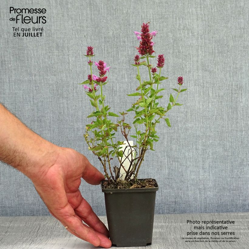 Example of Agastache Poquito Lavender - Duftnessel Kleine Töpfe von 8/9 cm as you get in ete