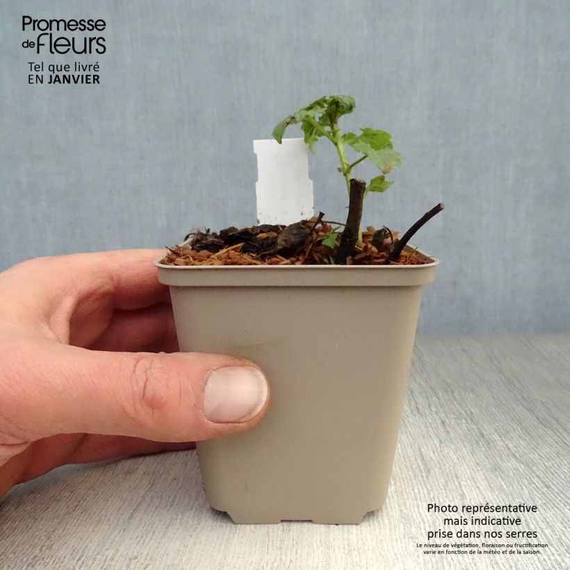 Exemplar von Agastache Poquito Lavender - Duftnessel Kleine Töpfe von 8/9 cm wie im Winter geliefert